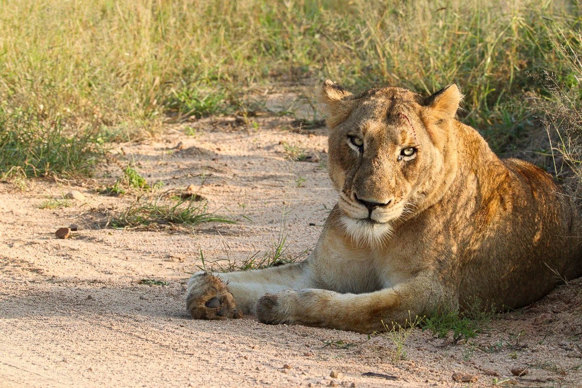 Msuthlu lioness resting beside the road in warm morning sunlight