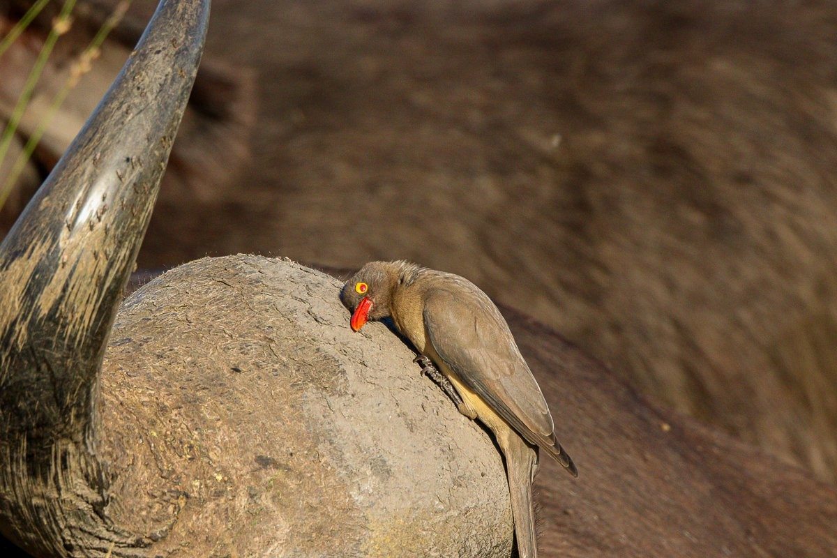 Oxpeckers moving between buffalo in a classic symbiotic wildlife interaction