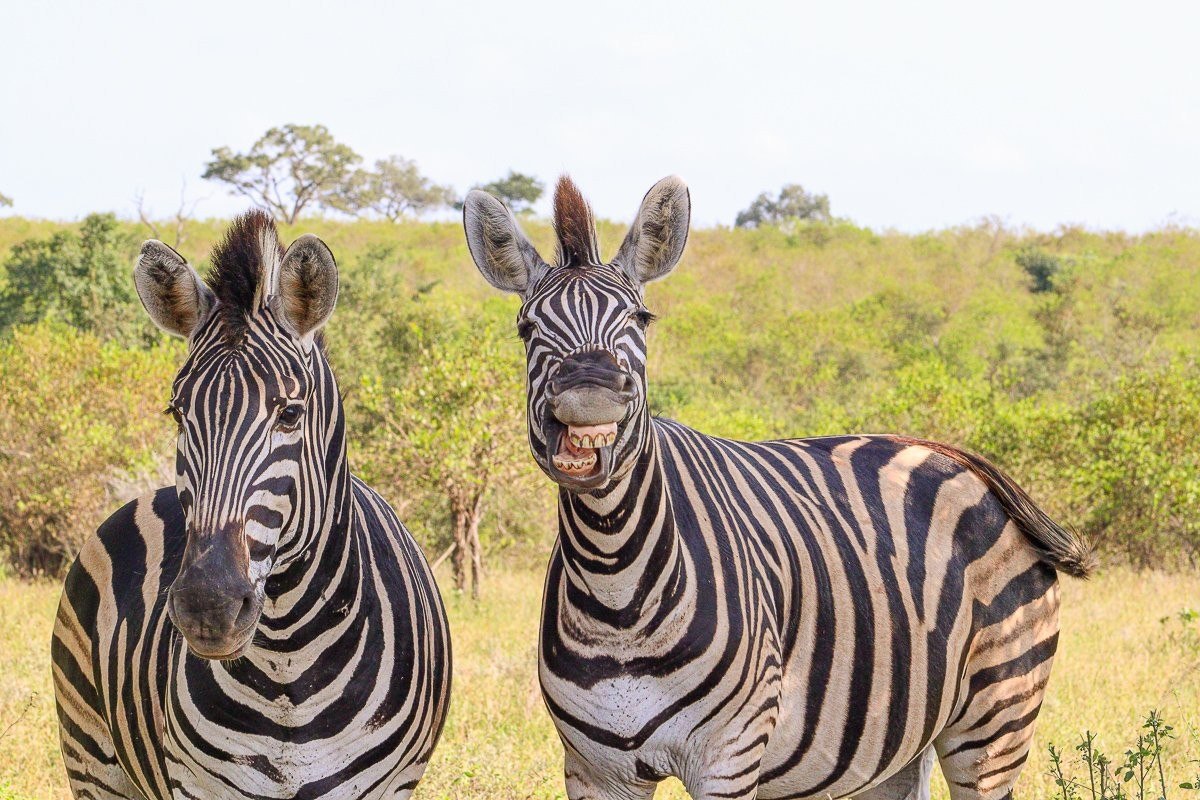 Zebra herd grazing together peacefully in open grassland