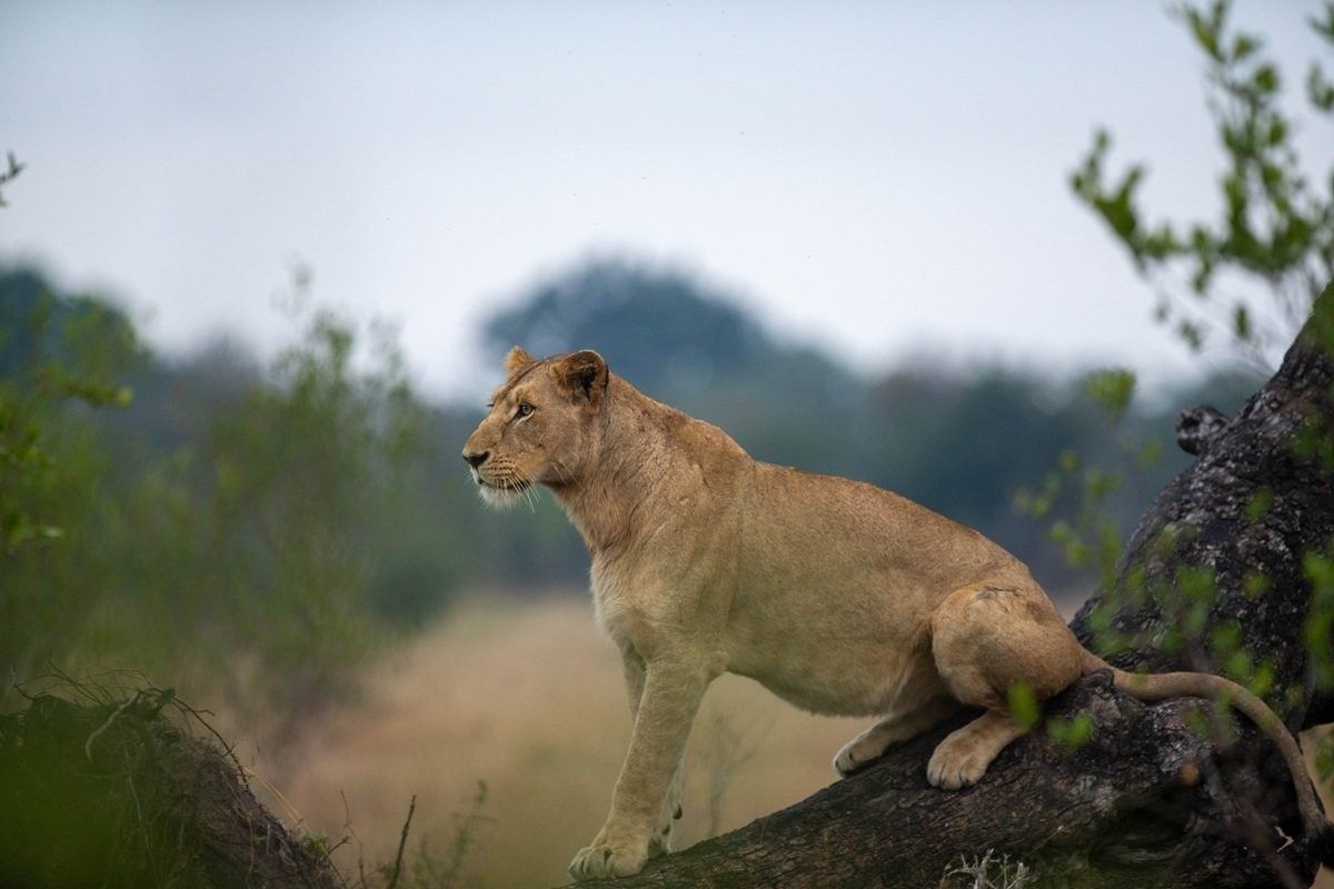 Sabi Sabi Josh Duffus Southern Pride Lioness On Fallen Tree