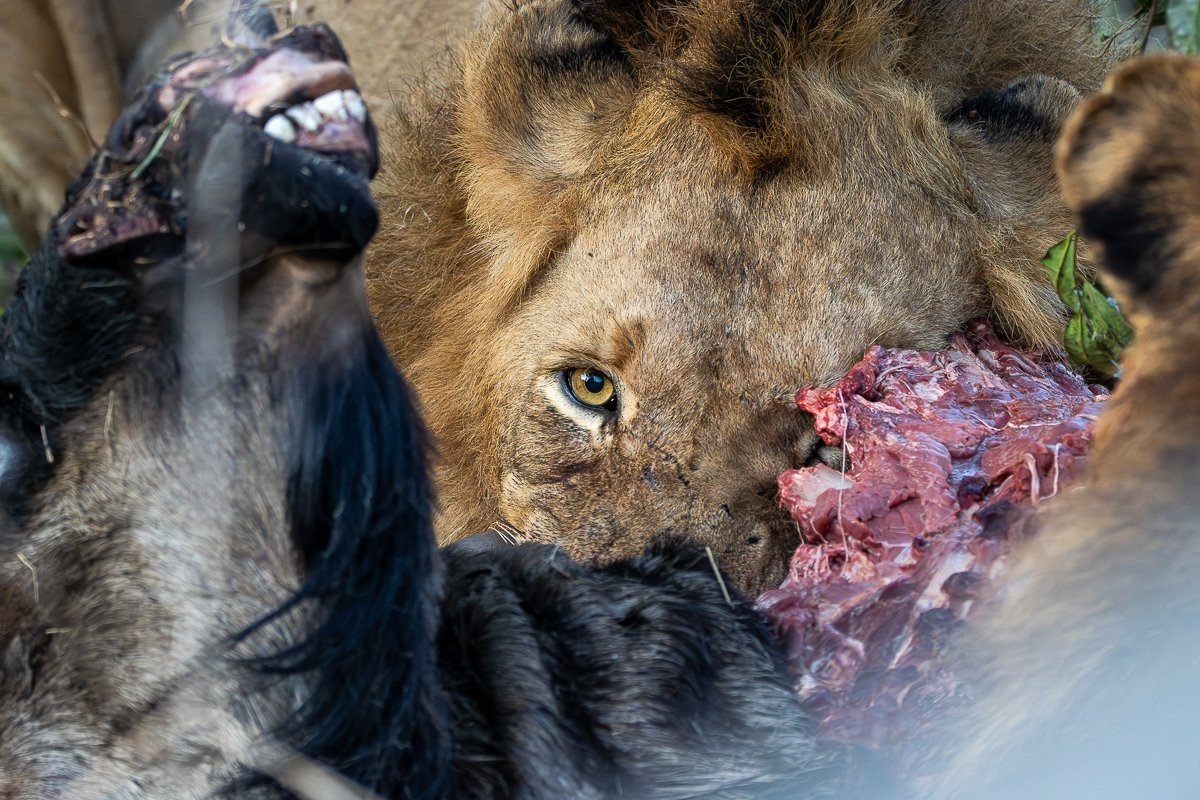 Members of the N'waswishaka male lion coalition eating on kill.