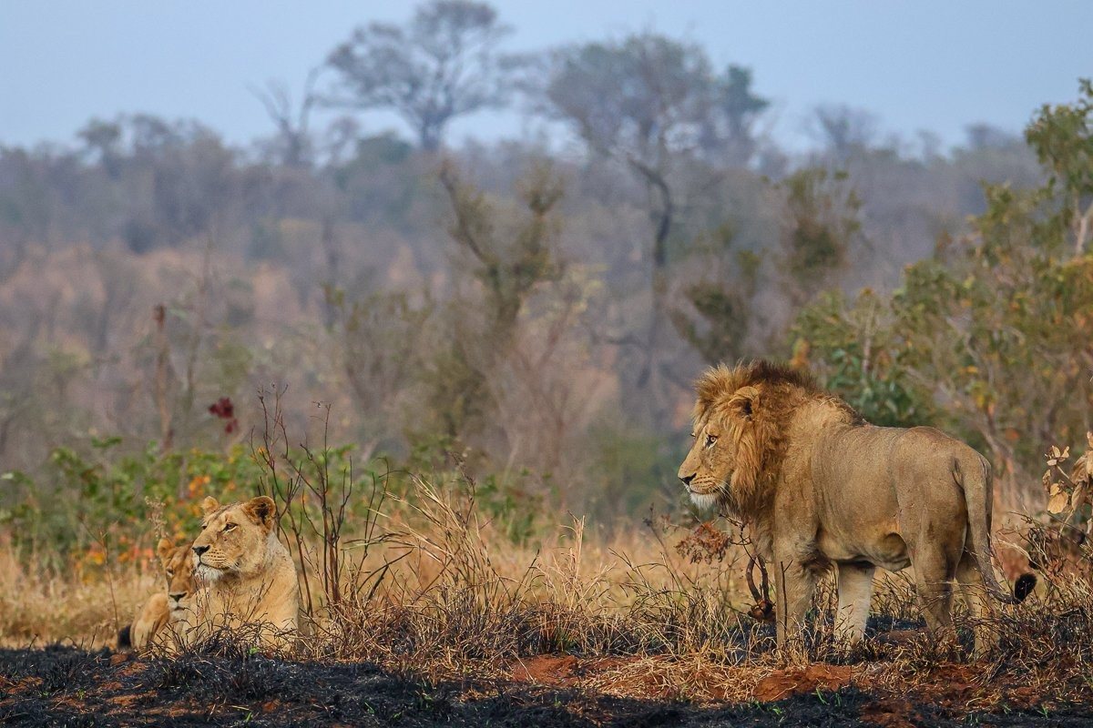 A Southern Pride lioness resting before returning to the pride's hidden den site.
