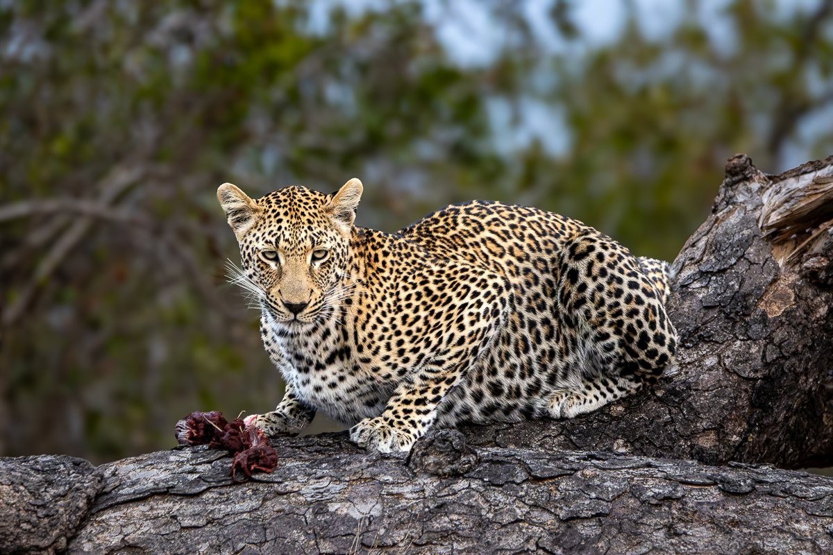 Kurhula female leopard resting beside the remains of an impala hoisted safely into a tree.