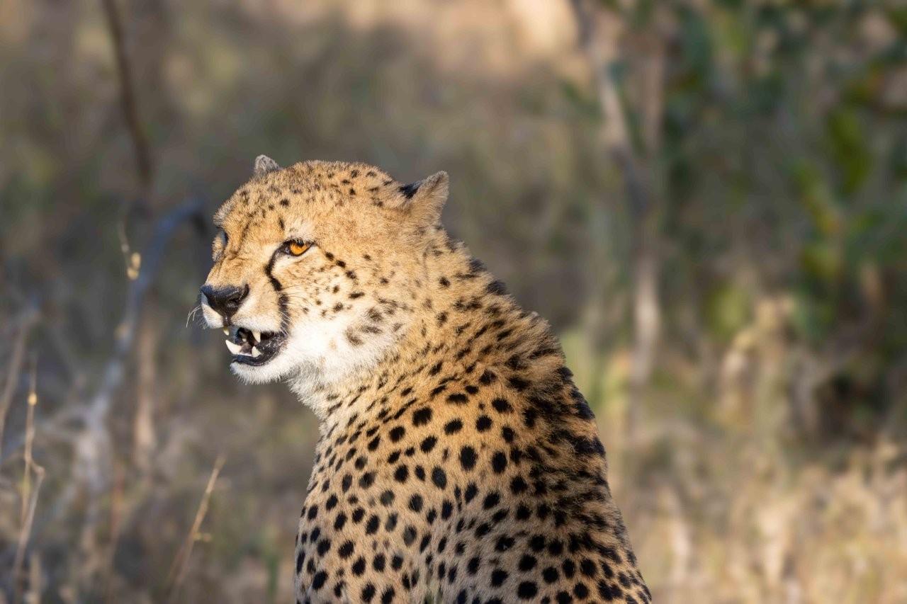 Cheetah resting together in the African bush
