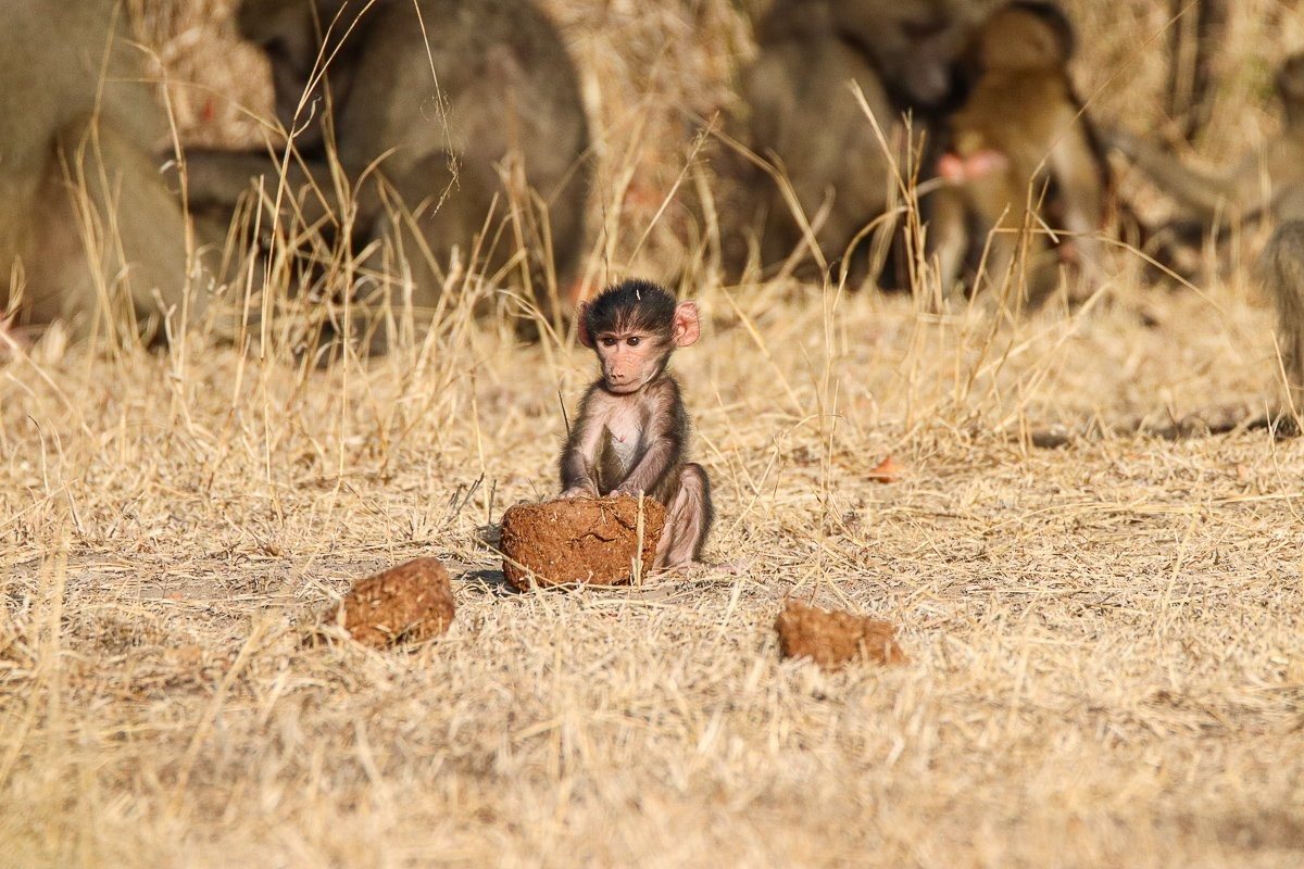 Young baboon foraging through elephant dung in the bush