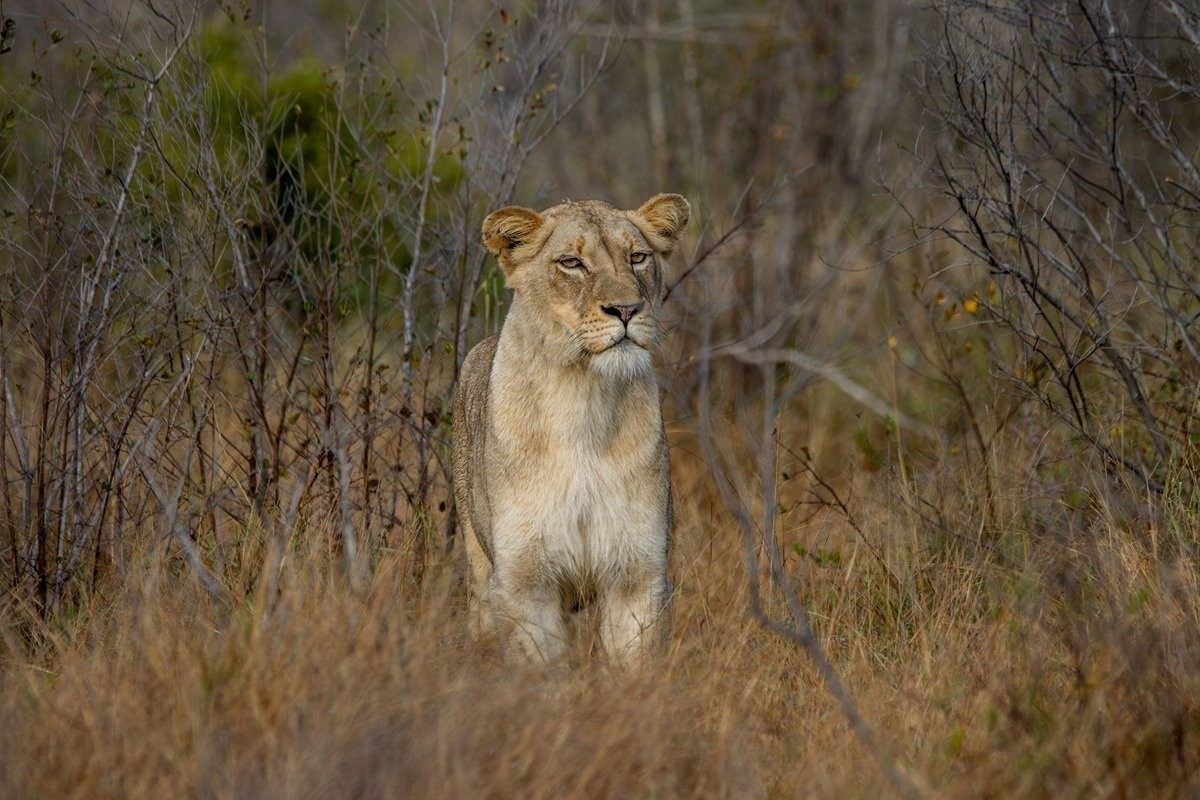 Sabi Sabi Ronald Mutero Msuthlu Pride Lionesses Walking Through Sabi Sabi Bush