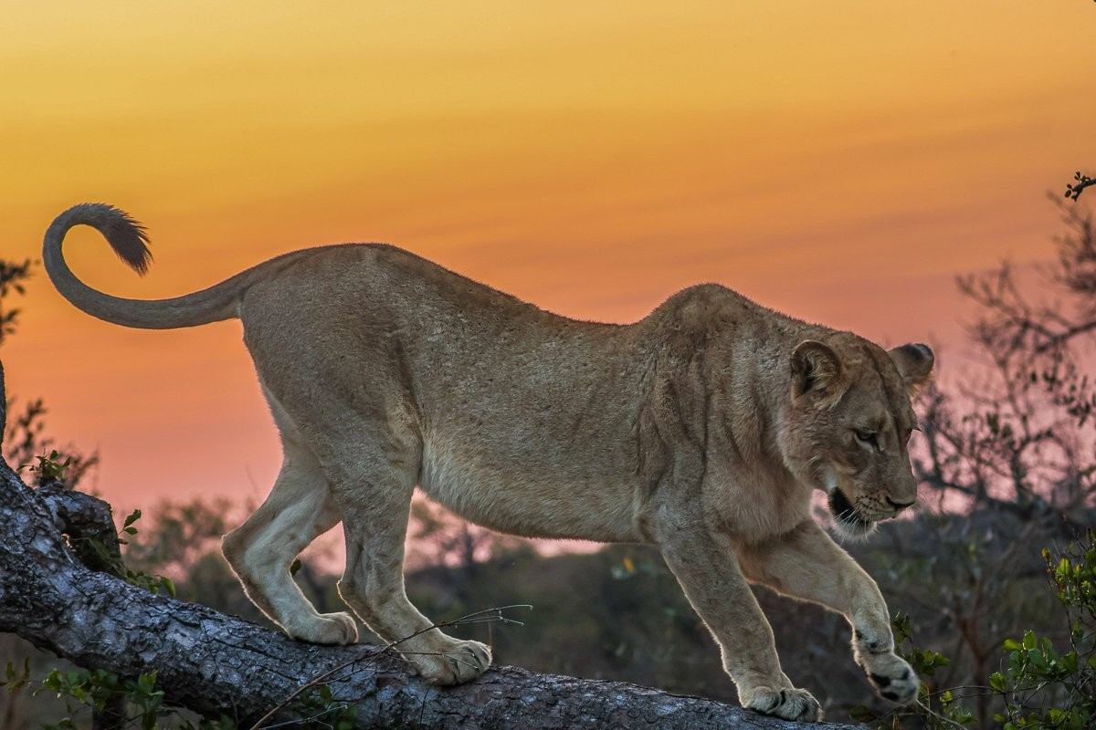 Sabi Sabi Ruan Mey Msuthlu Pride Lioness Resting After Kill Sabi Sabi
