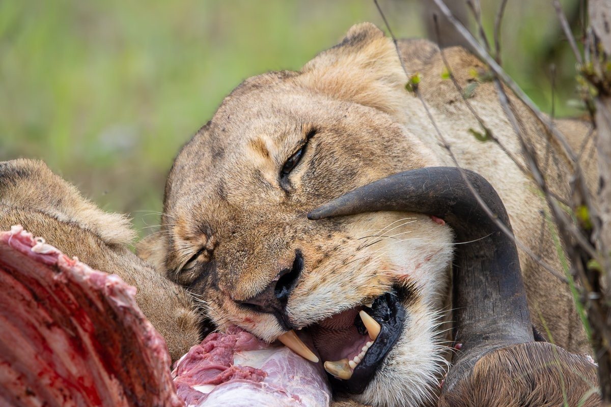 Msuthlu lioness feeding after successfully bringing down a wildebeest.