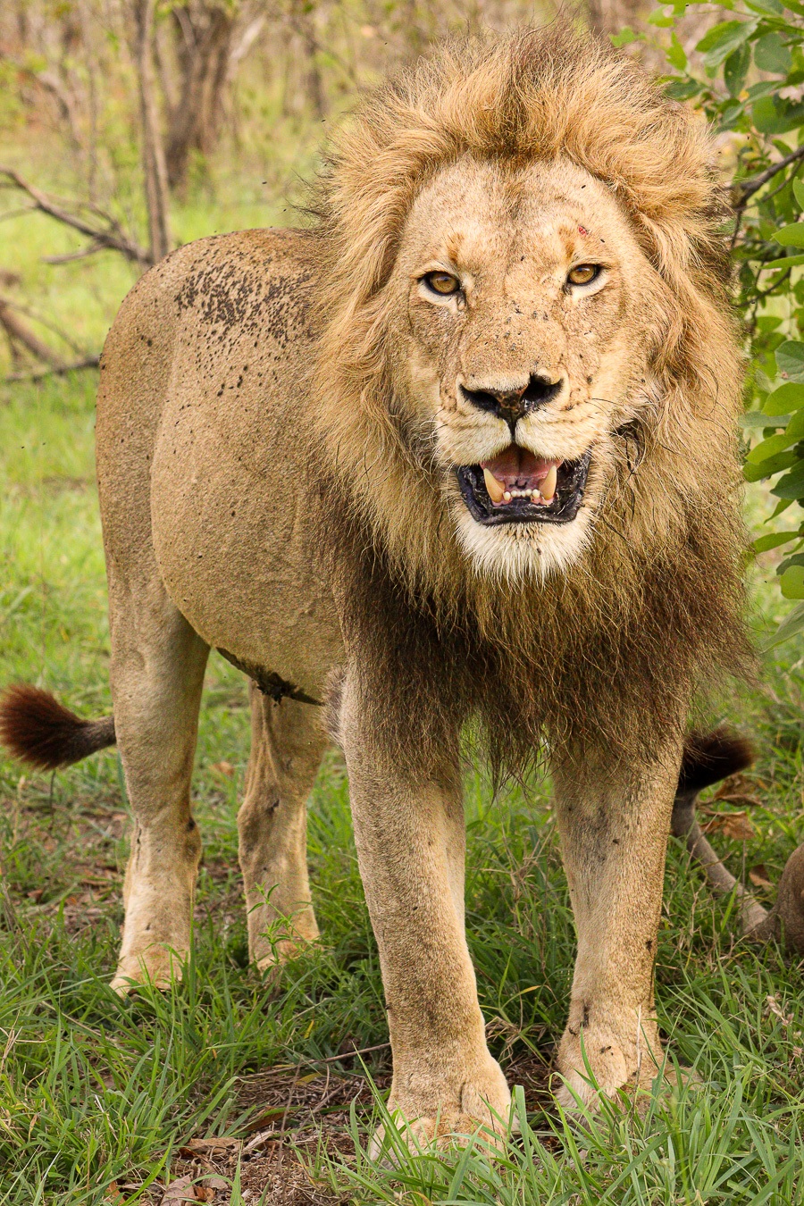 The N'waswishaka lion standing and observing around their resting area