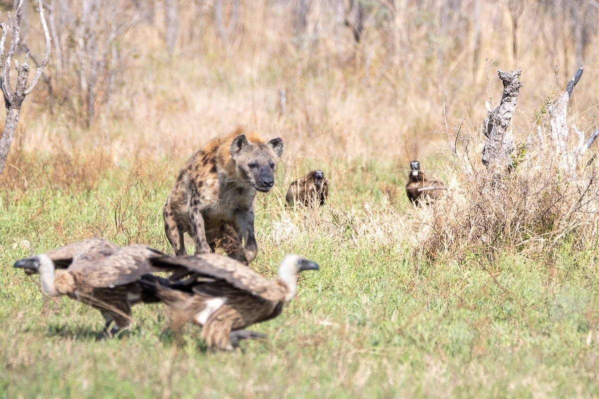 A spotted hyena with awaiting vultures nearby