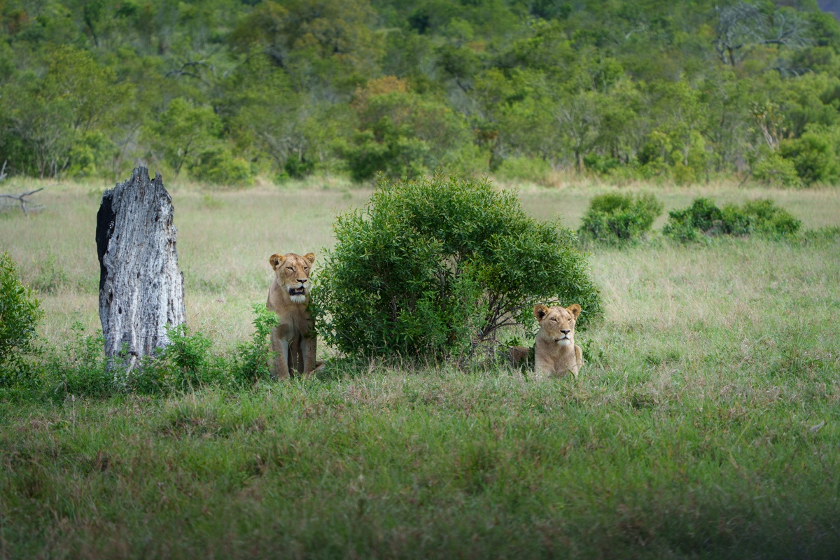 The Msuthlu Pride lionesses rest next to a lush green bush