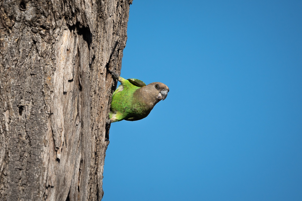 Brown-headed Parrots are mostly green with a greyish-brown head and nape. Brown-headed Parrots are mostly green with a greyish-brown head and nape.
