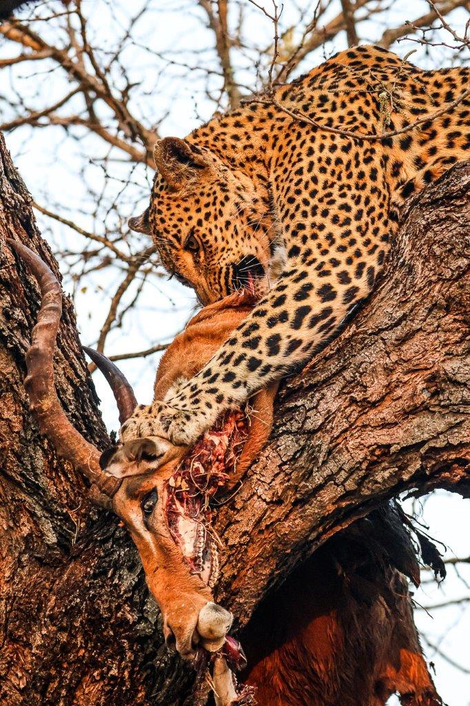 Golonyi, up a tree with a large impala ram kill. Golonyi, up a tree with a large impala ram kill.