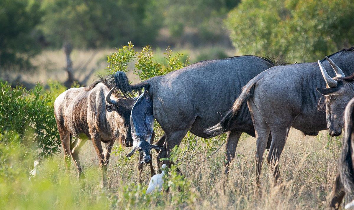 Guests at Sabi Sabi were pleasantly shocked to witness the birth of a wildebeest. Guests at Sabi Sabi were pleasantly shocked to witness the birth of a wildebeest.