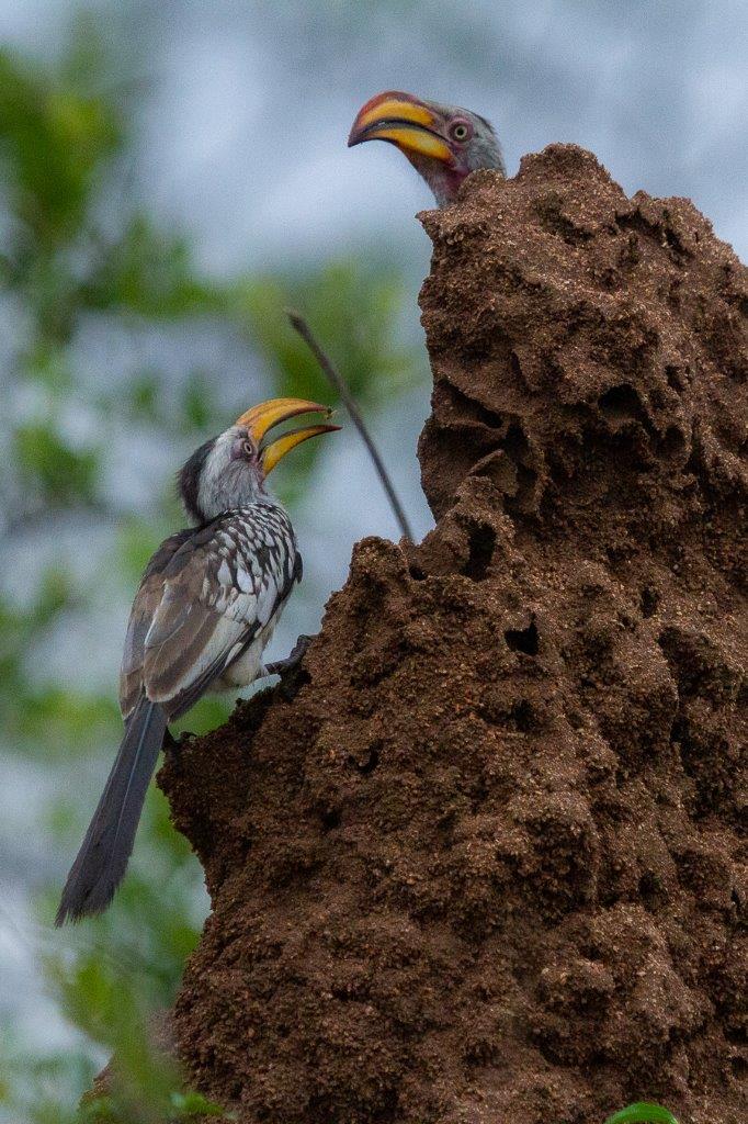 Two yellow-billed Hornbills. Two yellow-billed Hornbills.