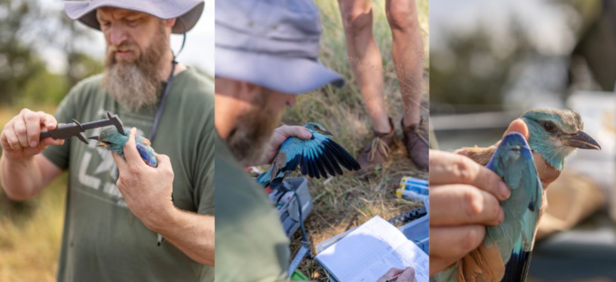 Sabi Sabi Private Game Reserve European Roller Tagging Process