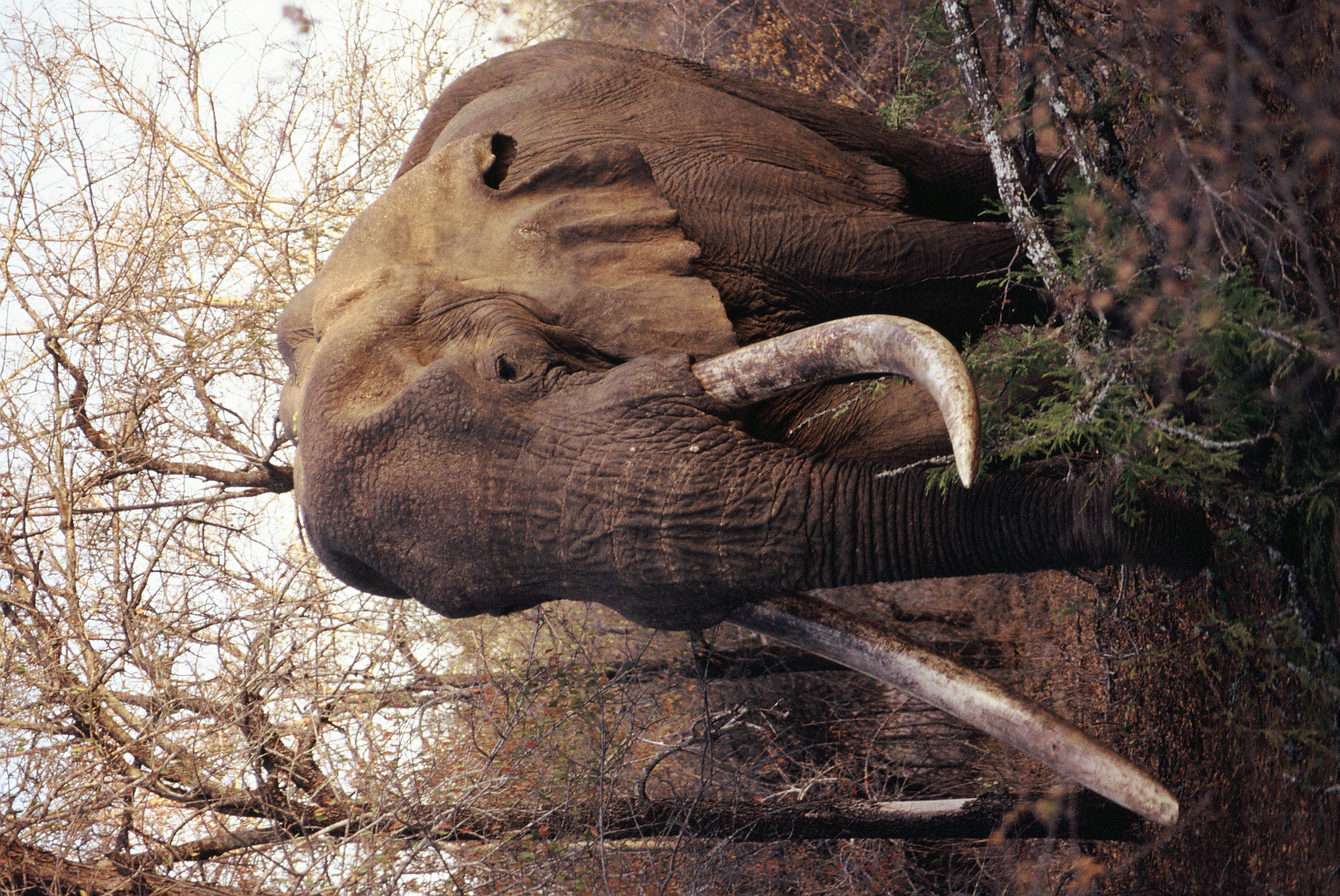 Sabi Sabi Mandleve Elephant