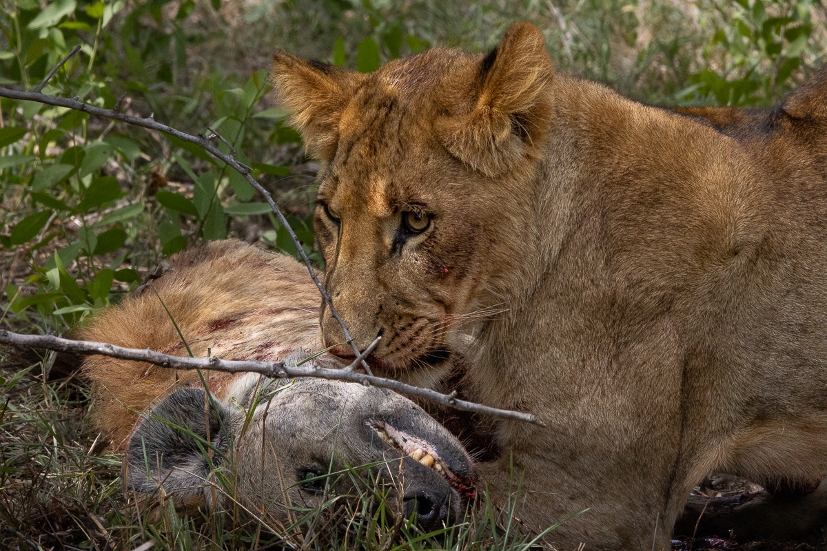Cubs took turns to check if the hyena was making any movements or if it was dead, aggressively biting the hyena from all angles. Cubs took turns to check if the hyena was making any movements or if it was dead, aggressively biting the hyena from all angles.