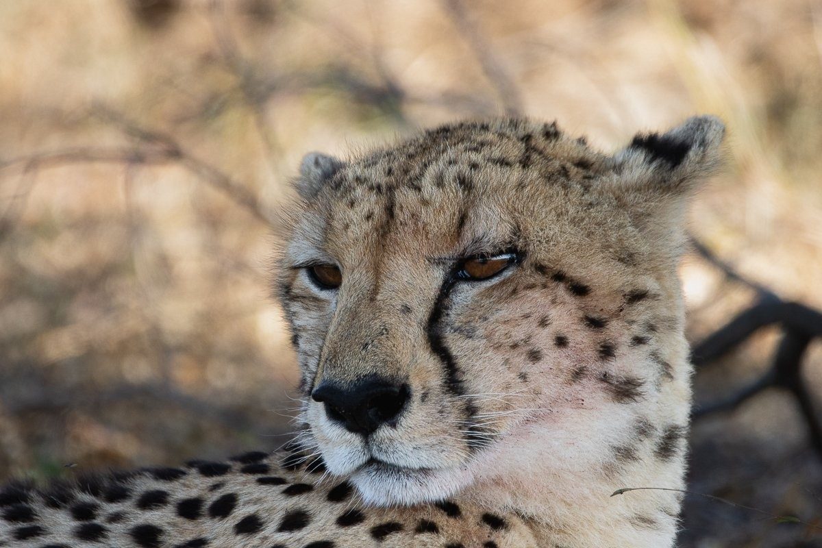 Sabi Sabi Ronald Mutero Cheetah In Savanna Sabi Sabi Ronald Mutero Cheetah In Savanna