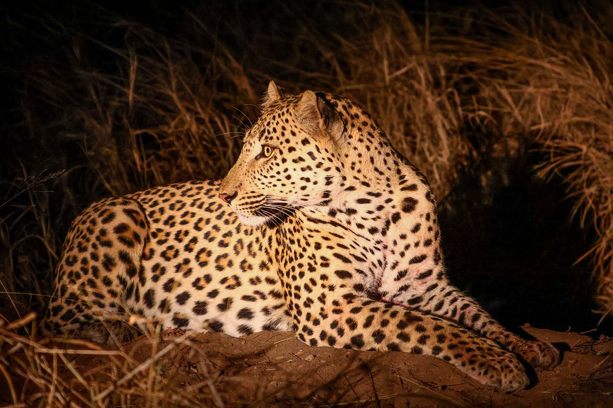 Sabi Sabi Ruan Mey Leopard Scans Surroundings Sabi Sabi Ruan Mey Leopard Scans Surroundings