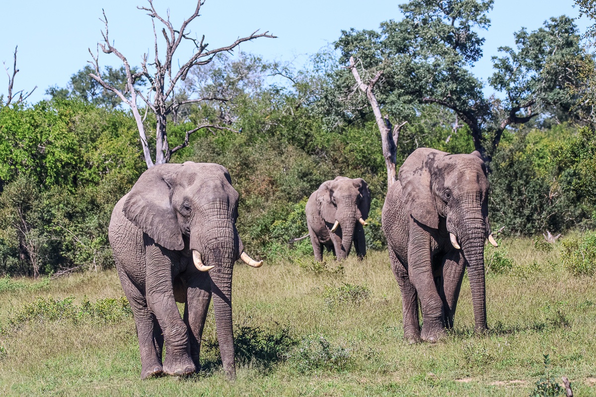 Elephants of the Greater Kruger area. Elephants of the Greater Kruger area.