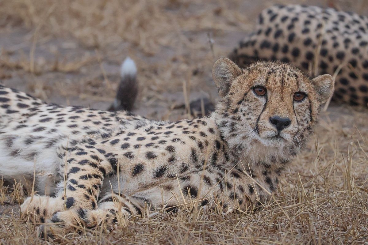 Sabi Sabi Ruan Mey Cheetah Lays Down Sabi Sabi Ruan Mey Cheetah Lays Down