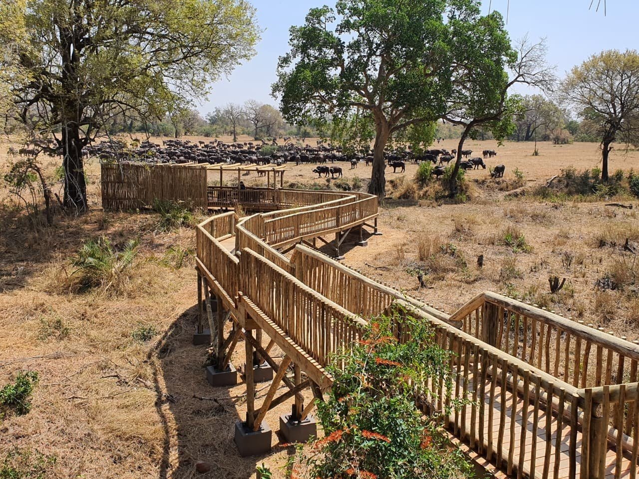 Sabi Sabi Benjamin Loon Bush Lodge Buffalo Loons Lounge Sabi Sabi Benjamin Loon Bush Lodge Buffalo Loons Lounge