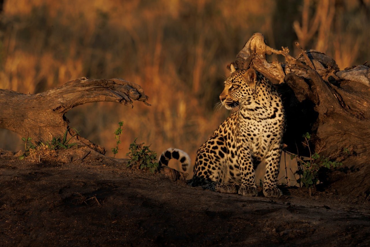 A leopard, lit by golden light. A leopard, lit by golden light.