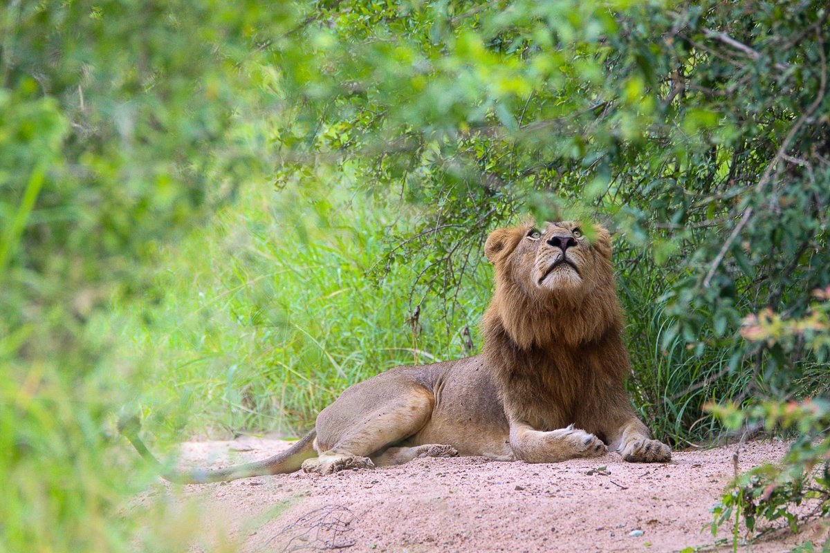 Sabi Sabi Jana Du Plessis Male Lion Claims Kill