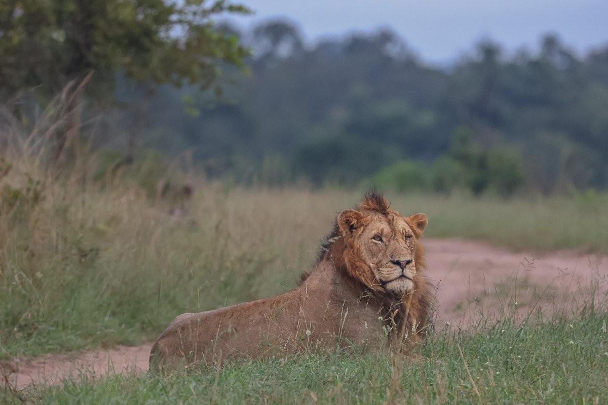N’waswishaka male lion resting after feeding.