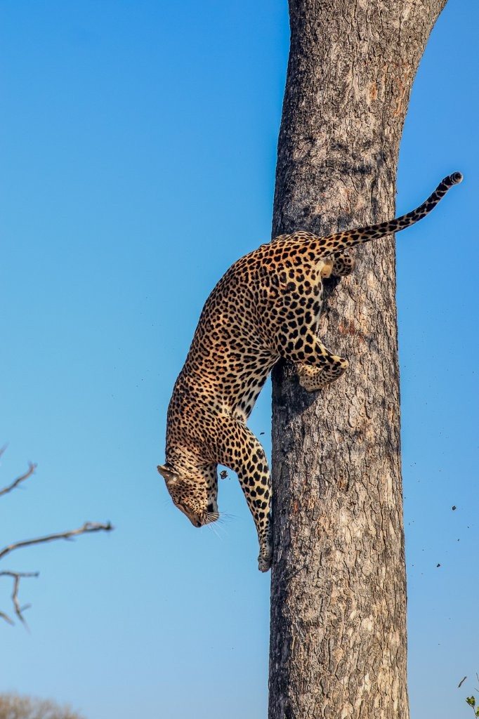 Khulwana male leopard climbing down from a Marula tree after hyenas moved away.
