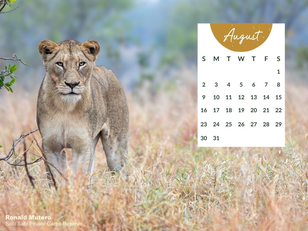 Sabi Sabi   Desktop Calendar   August 2026