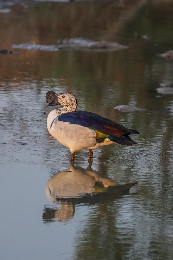 A male Knob-billed Duck foraging in shallow water at a wetland in Sabi Sabi Game Reserve.