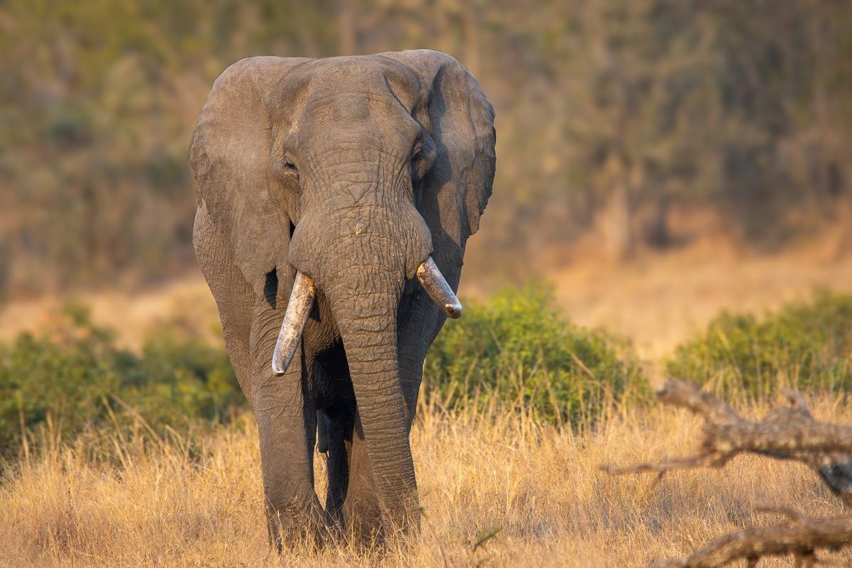 Elephant herd moving through the Sabi Sabi bush