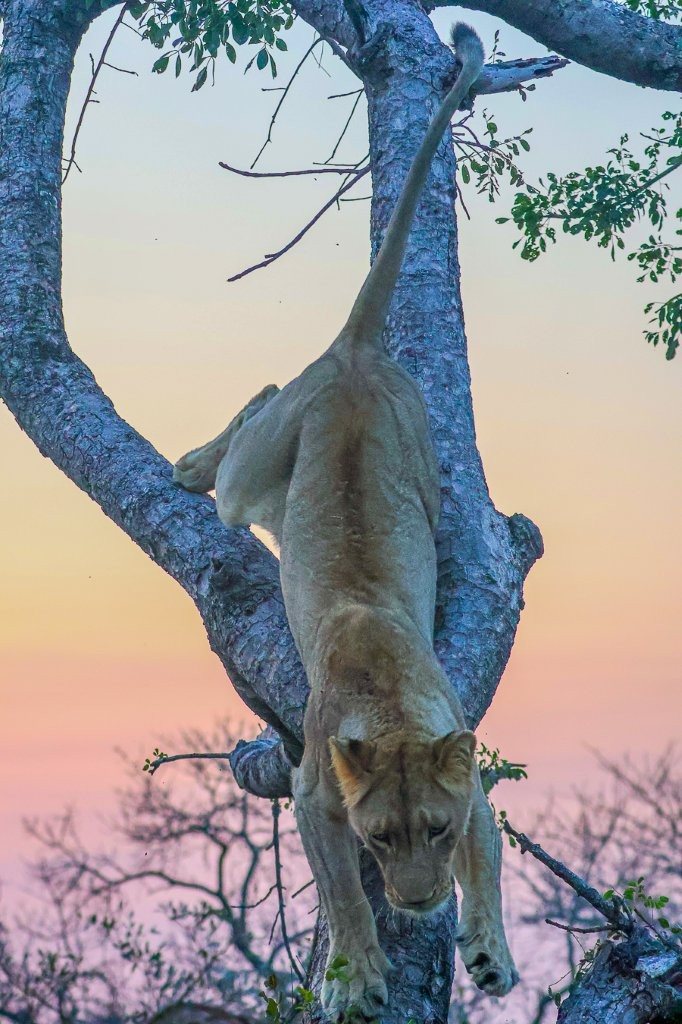 Sabi Sabi Ruan Mey Msuthlu Pride Lioness Resting After Successful Hunt Sabi Sabi