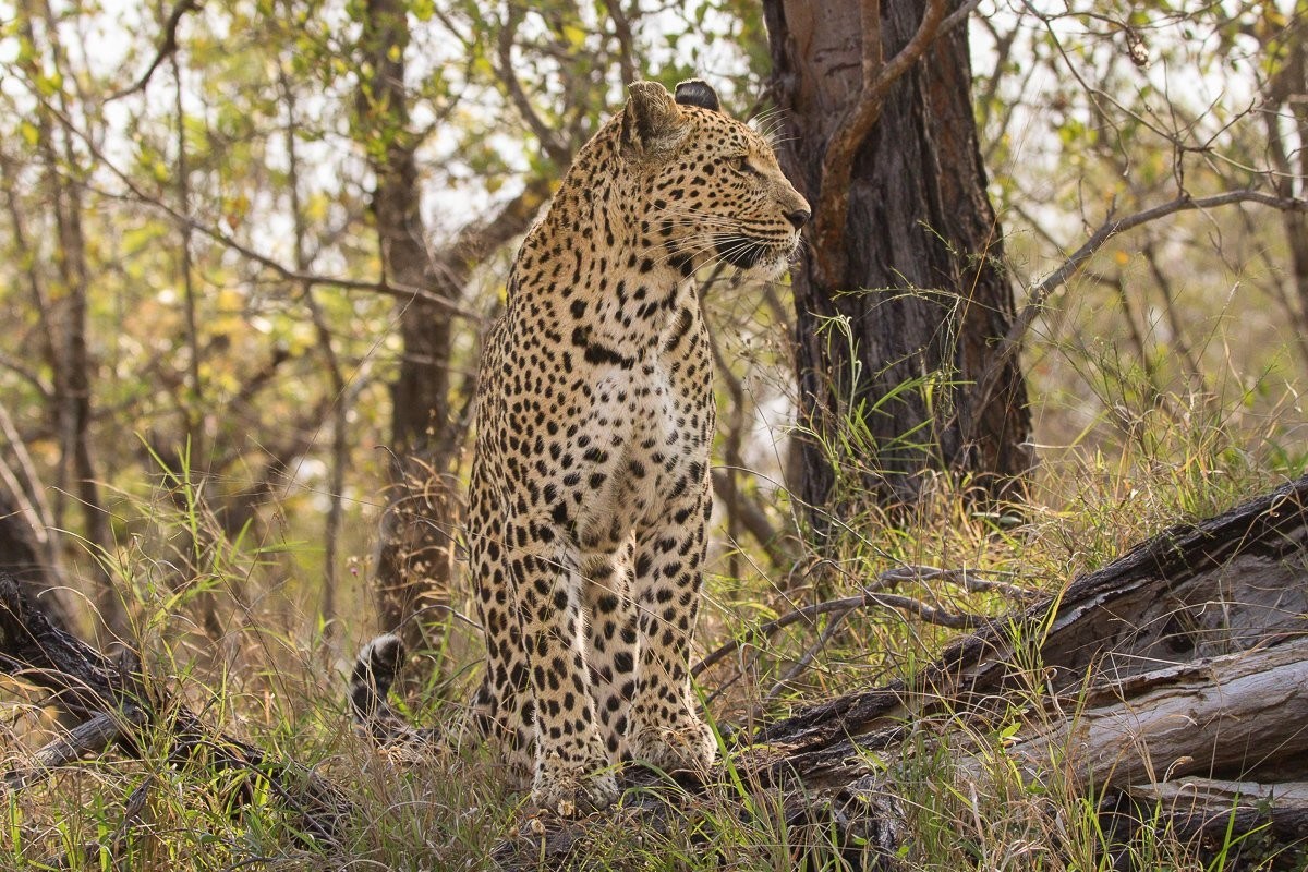 Ntsumi leopardess staying alert in tall grass while avoiding nearby hyenas.