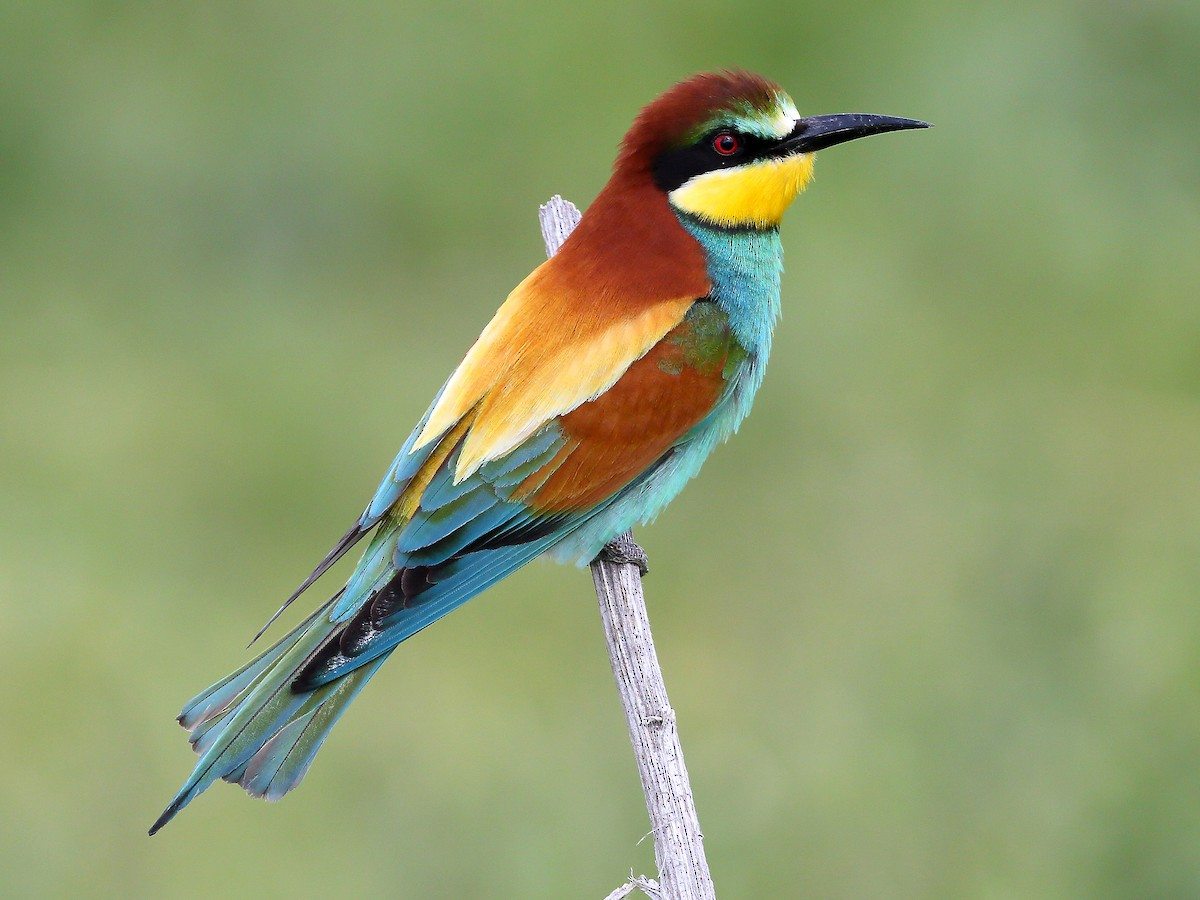 B05European Bee Eater Carlos Bocos Search B05European Bee Eater Carlos Bocos Search