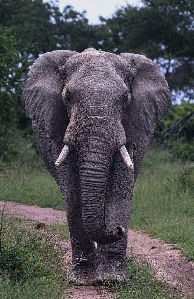 a32Coenraad Stapelberg-Elephant-050323-1.jpg A32Coenraad Stapelberg Elephant 050323 1
