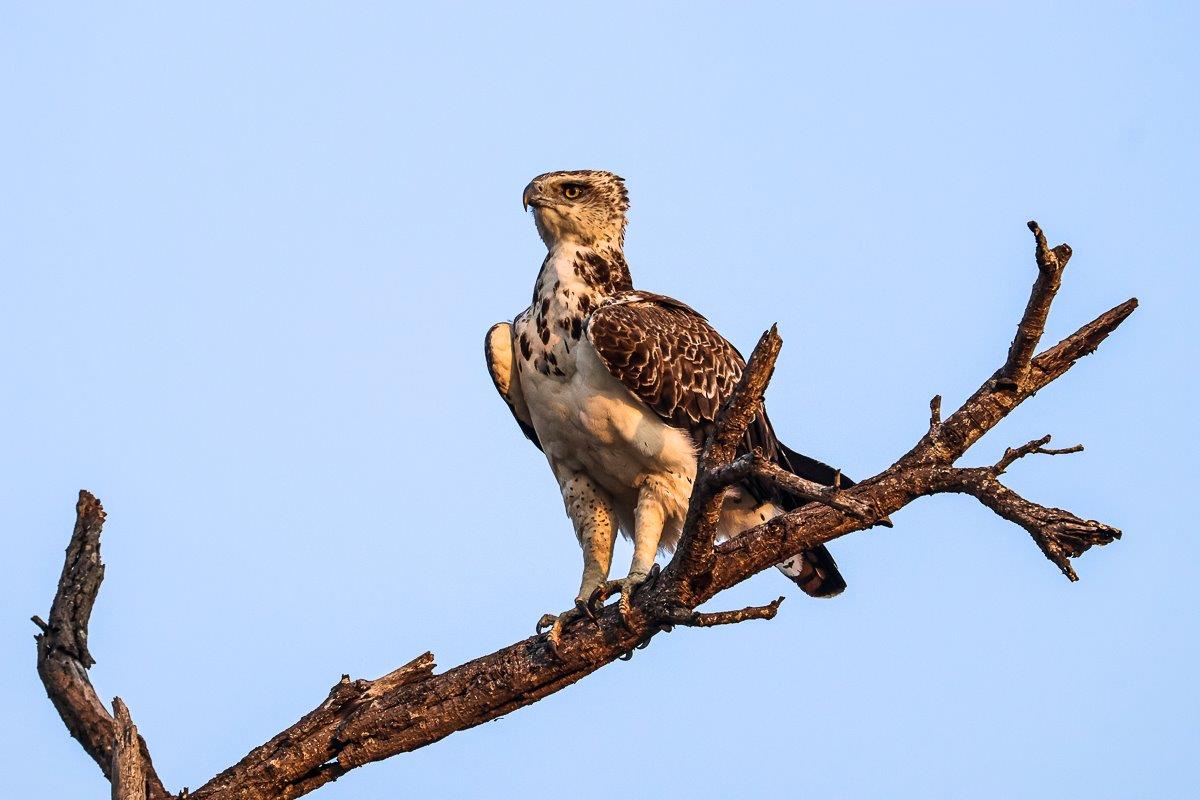 Perched high in the branches of a Knobthorn tree, this Martial Eagle was overlooking the area.