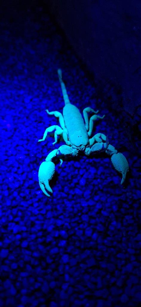 Scorpions have a unique ability to glow or fluoresce under ultraviolet (UV) light Scorpions have a unique ability to glow or fluoresce under ultraviolet (UV) light