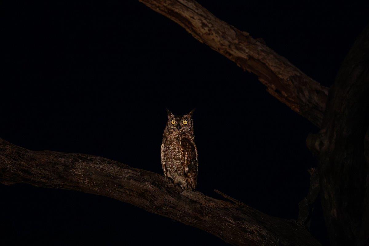 A Spotted eagle owl's eye glow yellow in the night. A Spotted eagle owl's eye glow yellow in the night.