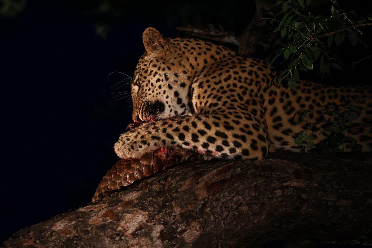 In the treetops, Nkuwa munches on his prey, a ground pangolin. In the treetops, Nkuwa munches on his prey, a ground pangolin.