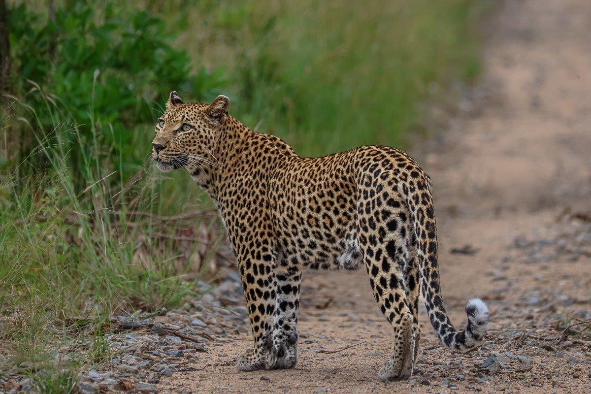 Sabi Sabi Ruan Mey Ntsumi