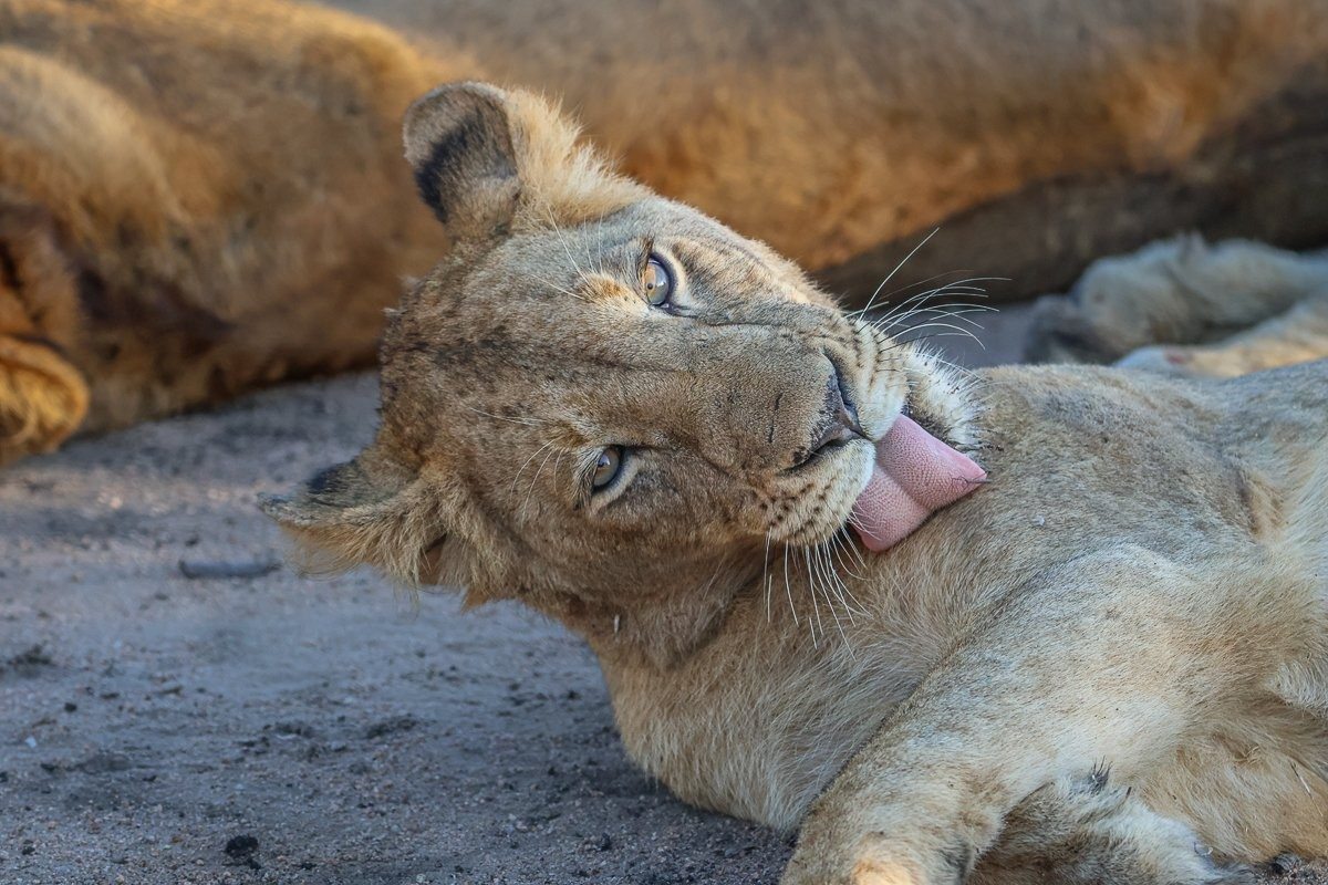 Sabi Sabi Ruan Mey Msuthlu Sabi Sabi Ruan Mey Msuthlu