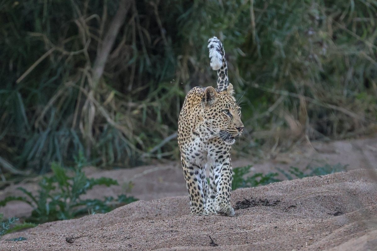 Sabi Sabi Ruan Mey Golonyi Sabi Sabi Ruan Mey Golonyi