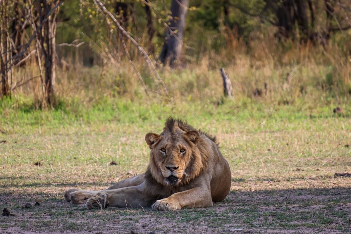 The mwaswishaka male lion rests in the shade. The mwaswishaka male lion rests in the shade.