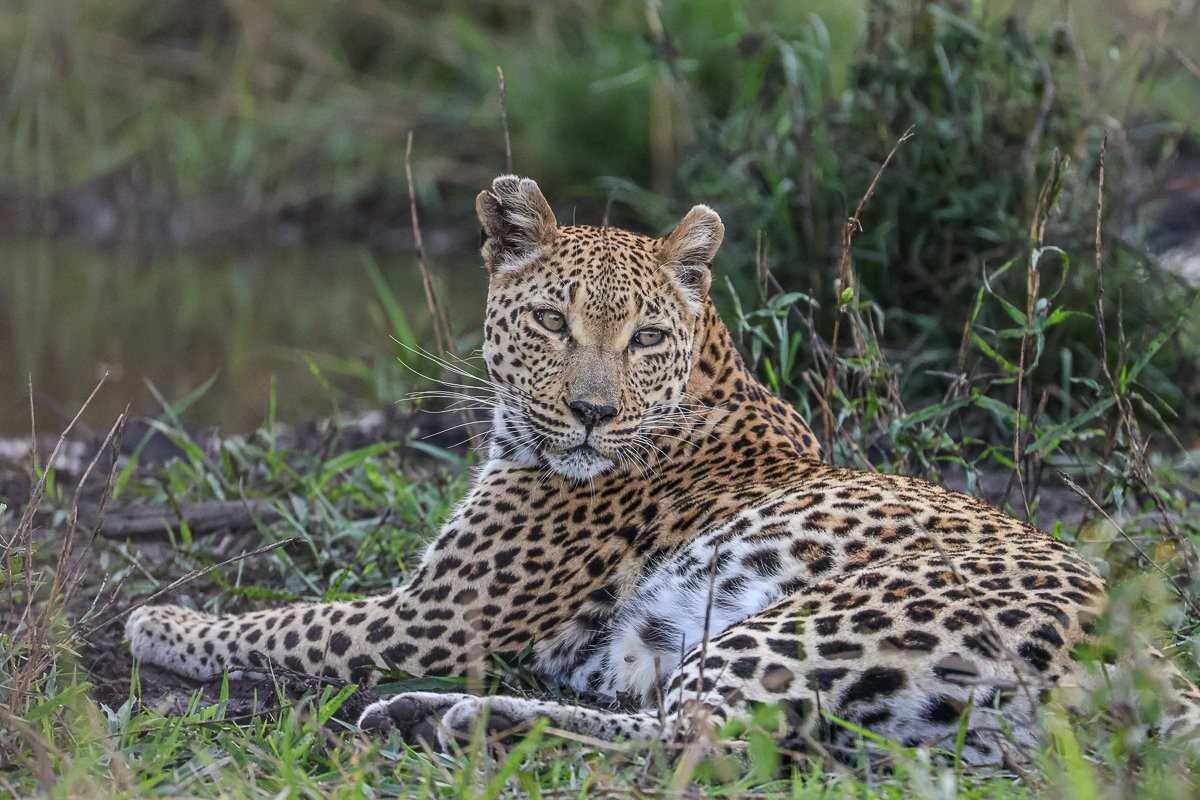 Ntsumi, a female leopard. Ntsumi, a female leopard.