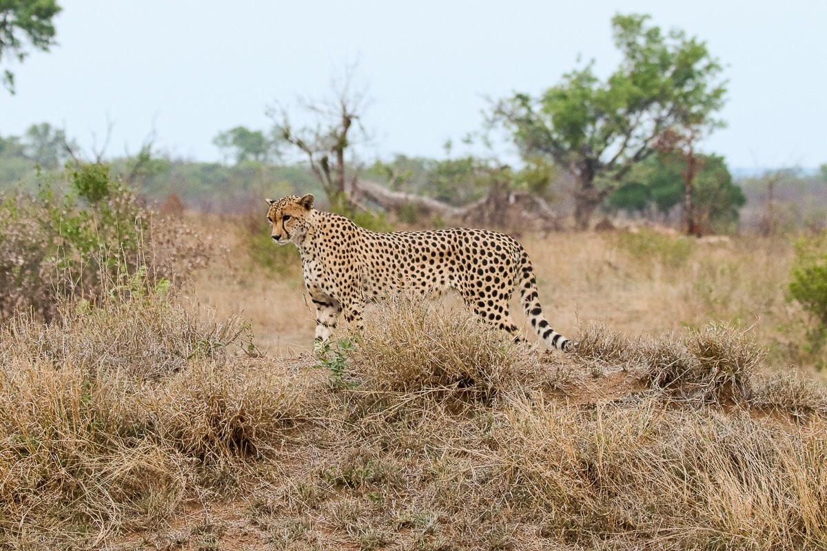 A male cheetah walks gracefully through tall grass, his gaze fixed ahead.