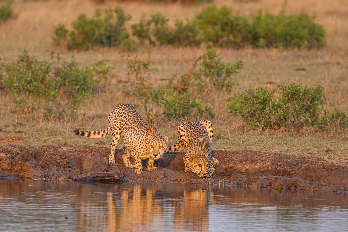 Sabi Sabi Ruan Mey Cheetahs Drink