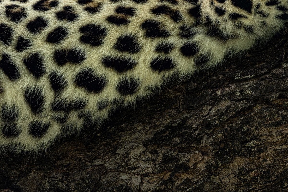 Sabi Sabi Benjamin Loon Golonyi Leopard Rosette Pattern